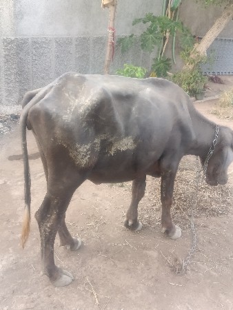 ખરેલું