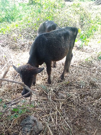 kutiyana