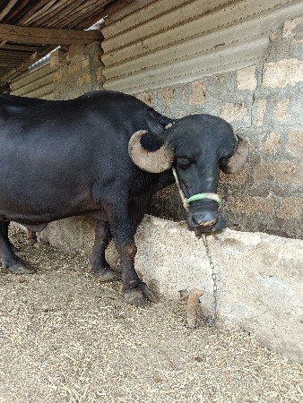 ભેંશ