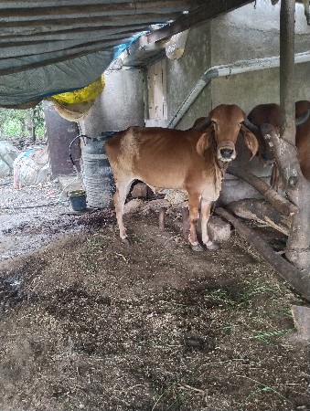 ગીર