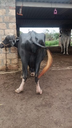 ભેંશ વેચવાની