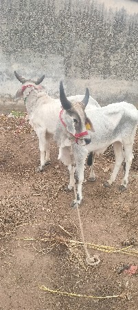 શિવ સાહેબ