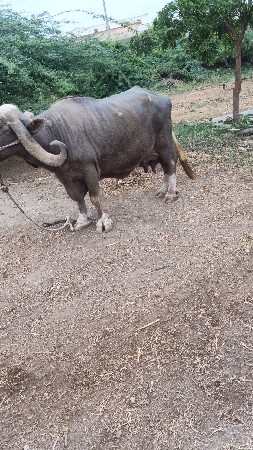 ભેંસ અને ખડેલી વેચવાની છે