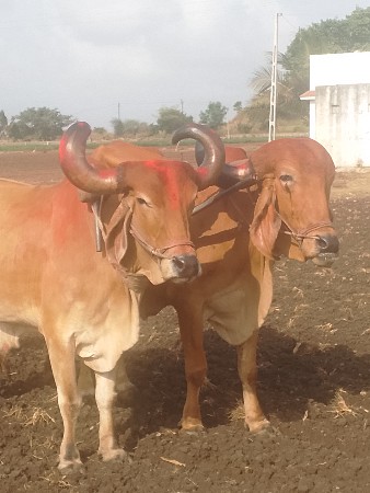 બળદ વેચવાના છે