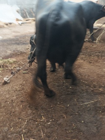 ભૈસવેચવાનિછેબીજૃવેતર