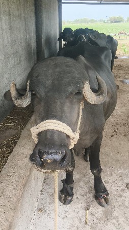 પેલા વેતર મા છે