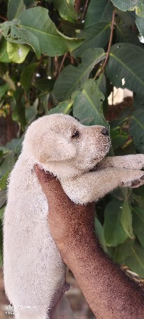 લેબરા ડોગ પપી વેસવા ના છે