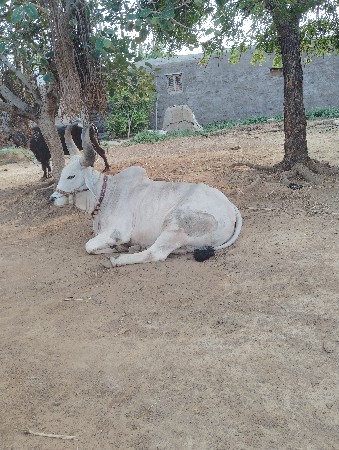 વેચવાના