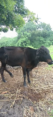 કાળી ગાય વેચવાની  છે.