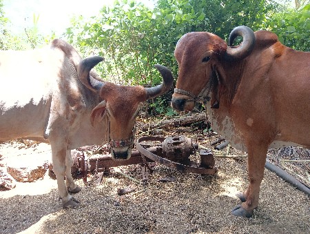 બળદ વેચવા ના સે ફૂલ જવાબદારી