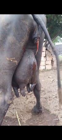 ભેંસ વેચવાની છે