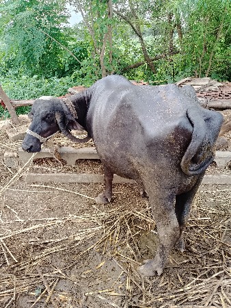 દસ દિવસની કશીશ