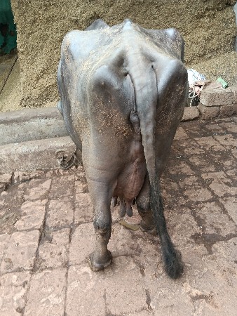 ભેંસ વેચવાની છે