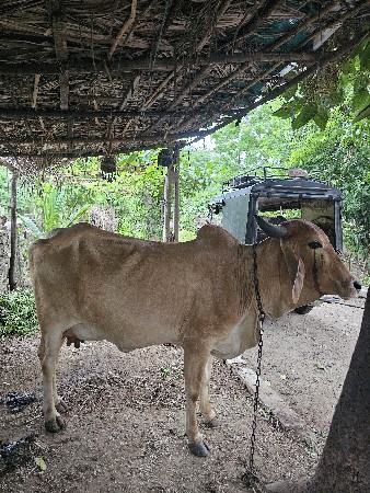 hodaki vechvani che