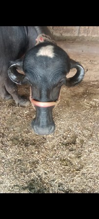આ ભેંસ વેચવાની છે