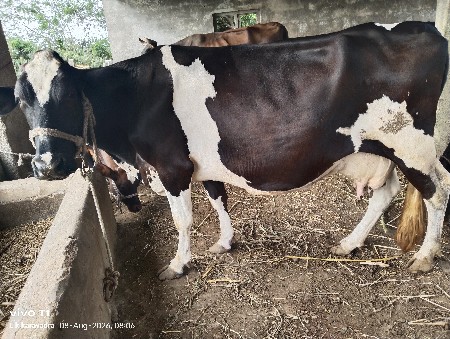 ગાય વેચવાની છે