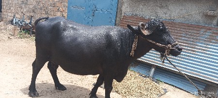 ભૅસ વૅસવાની સૅ