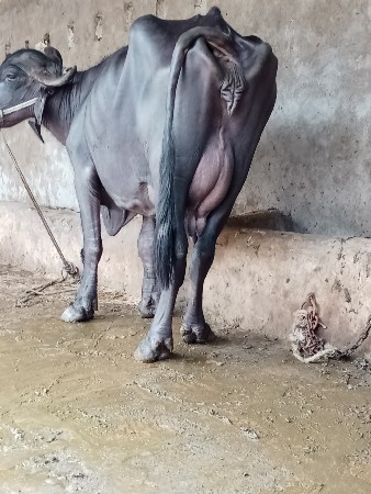 ભેશ વેછવાની છે તેજુ વેતર છે