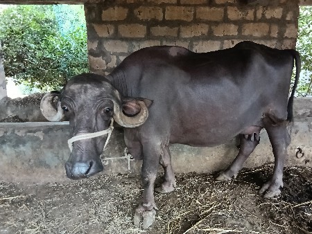 વેચવાની છે