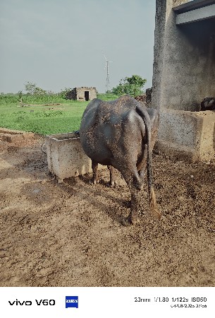 ખણેલી વેચવા ની છે
