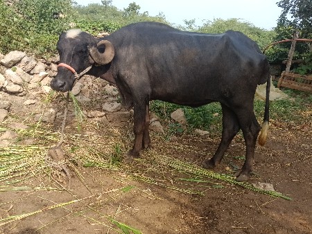 બેસવાન