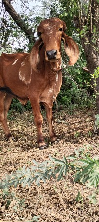 ગીર વાછડી વેચવાની છે