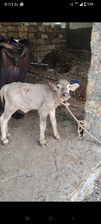 આ ભેંશ વેચવાની છે