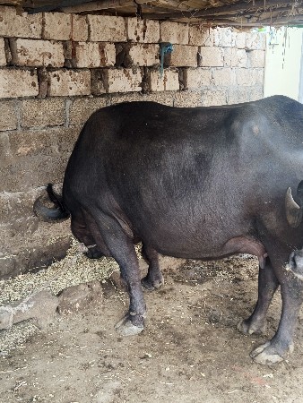 15 દિવસની કાચી