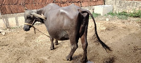 ભેંસ વેચવાની છે