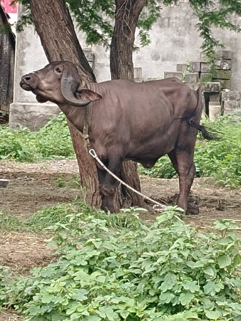22 મહિનાની ખડેલી વેચવાની છે