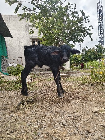 પાડો