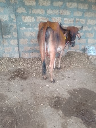 ગાઈવેચવાનીછે