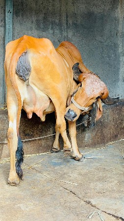 ગીર હોડકી વેચવાની છે