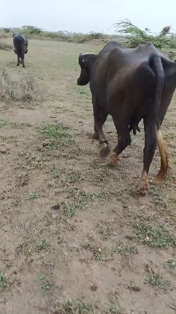 ભેંસ વેચવાની છે શાત મહિનાની ઘાપણી ક