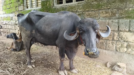 ભેંસ વેચવા ની છે