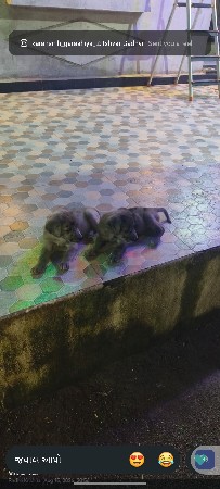 ટોપ કોલેટી ગ્રેટ ડેન ફિમેલ