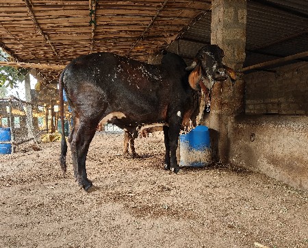 ગીર ગાય