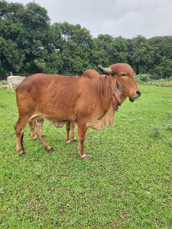 ગાય વેચવાની છે