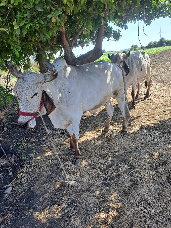 ઞોઢલા વેસવાના છે