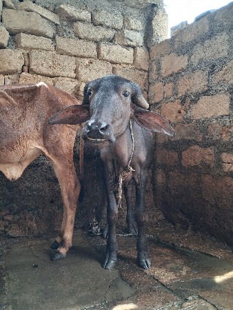 પાડી વેચવાની છે
