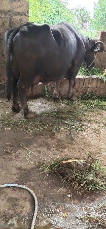 3 જું વેતર