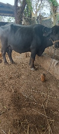 વેચવાની છે