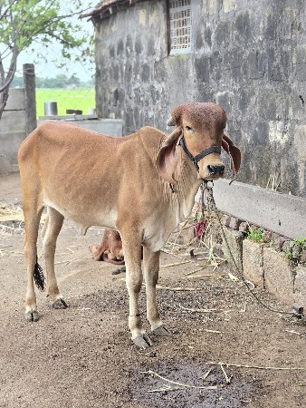 વાછરડી વેચવાની છે