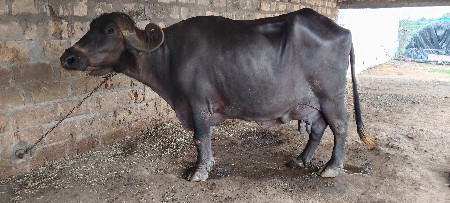 ભેંસ વેચવાની છે