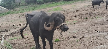 પાડો વેચવાનો છે