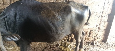 ભેંસ વેચવાની છે