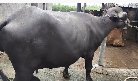 ભેંસ વેચવાની