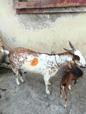 બકરી બેસવાની છે ૧ મહિનો ગાભધણી  છે