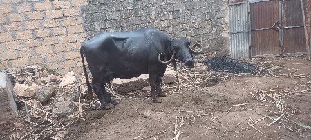 4લિટર દૂધ છે બને ટામ