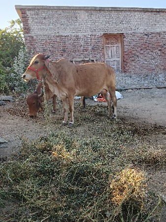gir karosh ઓડકી devani se